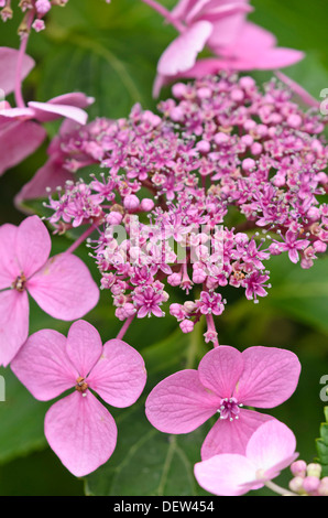 Big-lasciava ortensia (Hydrangea macrophylla) Foto Stock