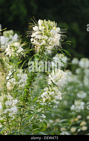 Fiore di ragno (tarenaya hassleriana syn. cleome hassleriana) Foto Stock