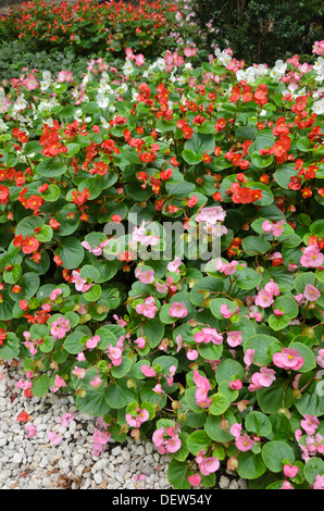 Begonia (begonia semperflorens) Foto Stock