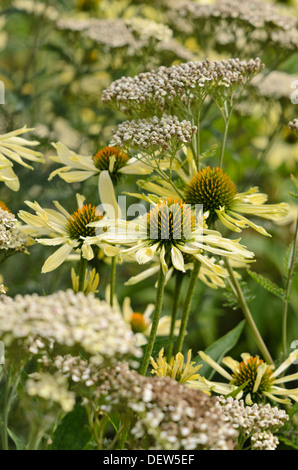 Cono viola fiore (l'echinacea purpurea 'Sunrise') e fernleaf yarrow (achillea filipendulina " credo ") Foto Stock