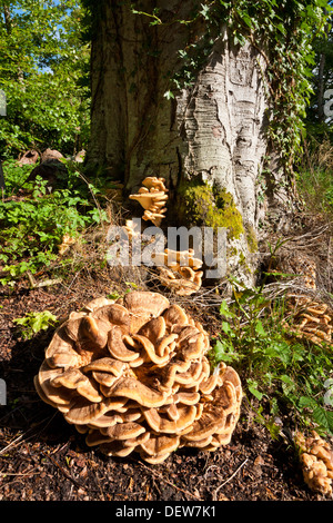 Pollo di boschi funghi (Laetiporus sulfurei) Foto Stock