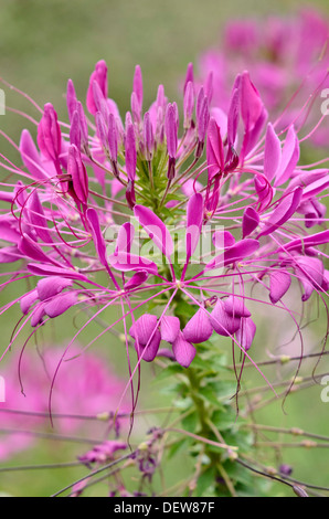 Fiore di ragno (tarenaya hassleriana syn. cleome hassleriana) Foto Stock