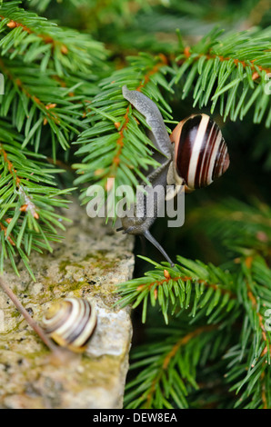 Bianco-lumaca a labbro (Cepaea nemoralis) Foto Stock