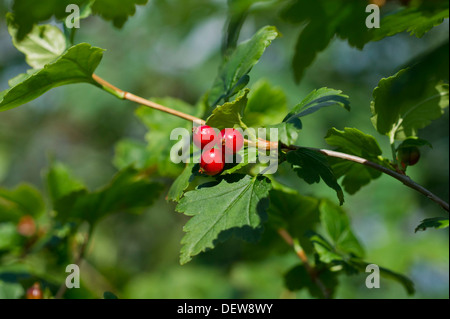 Ribes alpinum Foto Stock