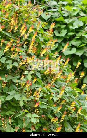 Bandiera spagnola (Ipomoea lobata syn. quamoclit lobata) Foto Stock