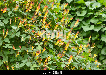 Bandiera spagnola (Ipomoea lobata syn. quamoclit lobata) Foto Stock