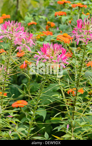 Fiore di ragno (tarenaya hassleriana syn. cleome hassleriana) Foto Stock