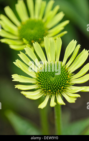 Cono viola fiore (l'echinacea purpurea 'gioiello verde') Foto Stock