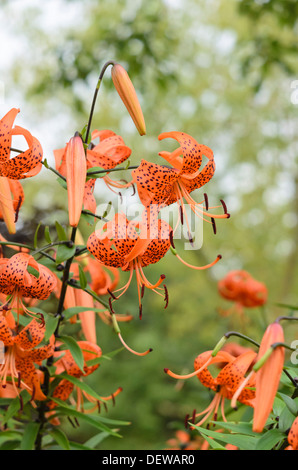 Tiger lily (lilium lancifolium 'splendens' syn. Lilium tigrinum 'splendens') Foto Stock