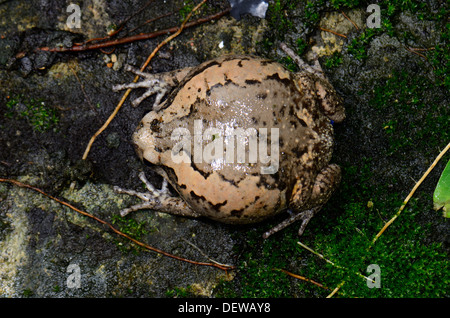 Bellissima femmina Bullfrog verniciata (Kaloula pulchra) sul terreno Foto Stock