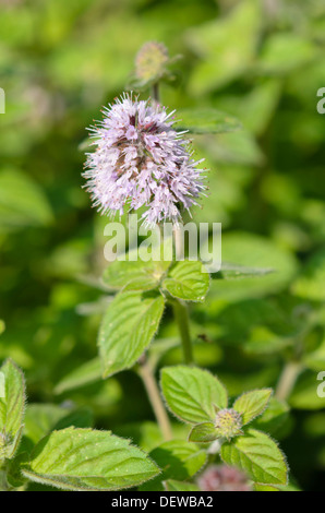 Acqua menta (Mentha aquatica) Foto Stock