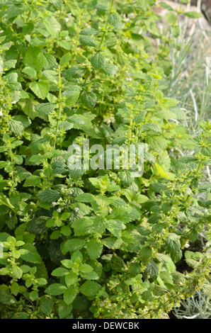 Melissa (Melissa officinalis) Foto Stock