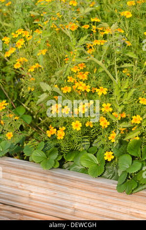 Signet calendula (tagetes tenuifolia) Foto Stock