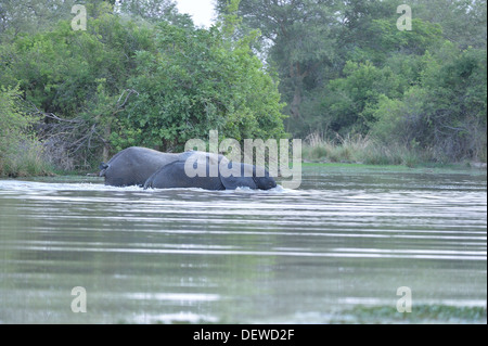 Bush africano Elefante - Savana elefante - Bush elefante africano (Loxodonta africana) attraversando il fiume al tramonto W Parco transfrontaliero Foto Stock