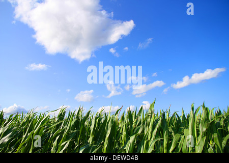 Un campo di grano sotto un cielo blu. Foto Stock