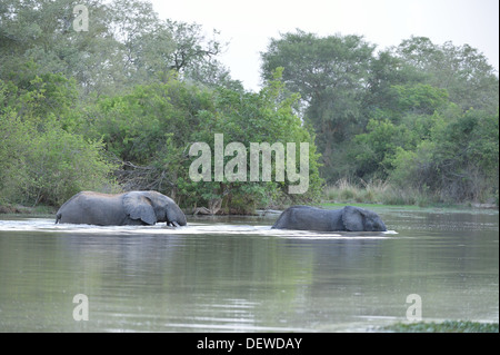 Bush africano Elefante - Savana elefante - Bush elefante africano (Loxodonta africana) attraversando il fiume al tramonto W Parco transfrontaliero Foto Stock