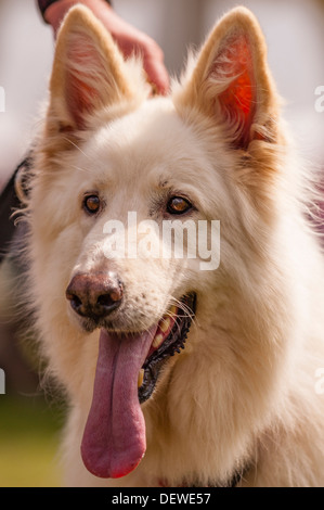 Un cane a Tutto su cani mostrano al Norfolk Showground, Norwich, Norfolk, Inghilterra, Regno Unito Foto Stock