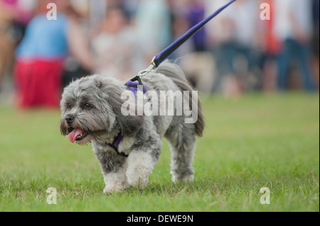 Un cane a Tutto su cani mostrano al Norfolk Showground, Norwich, Norfolk, Inghilterra, Regno Unito Foto Stock