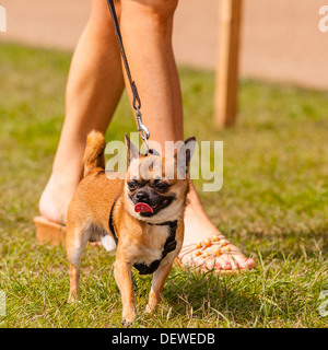 Una donna con il suo cane al Tutto su cani mostrano al Norfolk Showground, Norwich, Norfolk, Inghilterra, Regno Unito Foto Stock