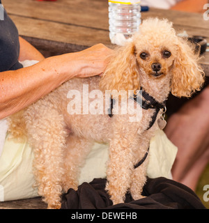 Una donna con il suo cane al Tutto su cani mostrano al Norfolk Showground, Norwich, Norfolk, Inghilterra, Regno Unito Foto Stock