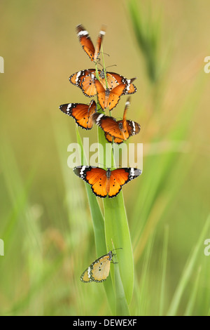 Un gregge di pianura Tiger (Danaus chrysippus) AKA africana di farfalla monarca si prepara per il resto per la notte Foto Stock
