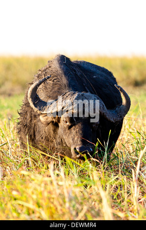 Un capo buffalo in Chobe National Park, Botswana Foto Stock