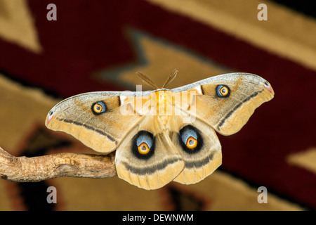 Polifemo Moth Antheraea polyphemus Tucson, Arizona, Stati Uniti 15 Agosto Saturniidae adulti Foto Stock