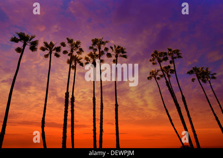 California palme gruppo tramonto con cielo colorato Foto Stock