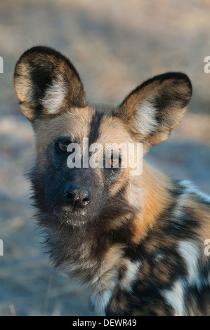 African Wild Dog (Lycaon pictus) Okavango Delta, Botswana Foto Stock