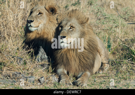 Leone africano (Panthera leo) maschi (fratelli?) di appoggio insieme Okavango Delta, Botswana Foto Stock