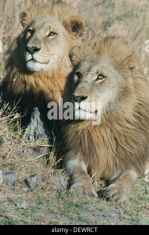 Leone africano (Panthera leo) maschi (fratelli) di appoggio insieme Okavango Delta, Botswana Foto Stock