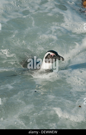 Pinguino africano (Spheniscus demersus) Selvatica, nuoto, Betty's Bay, Western Cape, Africa del Sud in via di estinzione Foto Stock