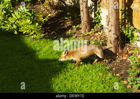 Fox cub nel giardino urbano Foto Stock