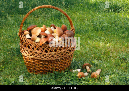 Un grande cesto di vimini riempito con un sacco di diversi funghi, sorge sull'erba nel bosco. Foto Stock