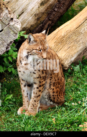 Eurasian comune, Lynx Lynx lynx seduto sull'erba Foto Stock