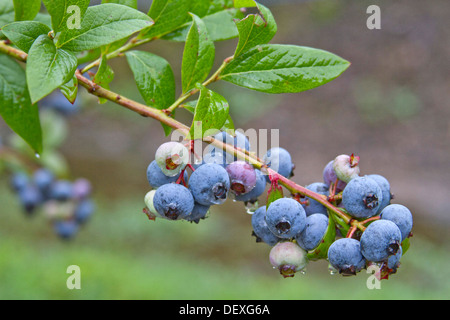 Un colorato cluster di mirtilli maturazione su una boccola Foto Stock