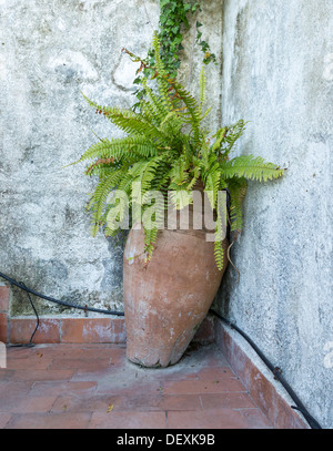 Western spada fern (Polystichum munitum) in un orcio di terracotta anfora Foto Stock