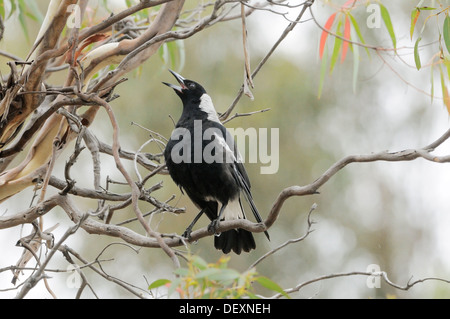 Gazza australiana Gymnorhina tibicen fotografato in Tasmania Foto Stock