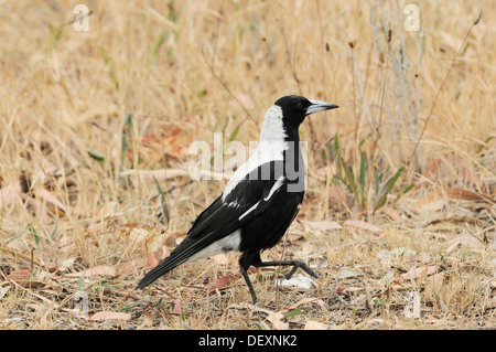 Gazza australiana Gymnorhina tibicen fotografato in Tasmania Foto Stock