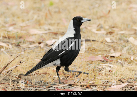 Gazza australiana Gymnorhina tibicen fotografato in Tasmania Foto Stock