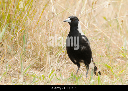 Gazza australiana Gymnorhina tibicen fotografato in Tasmania Foto Stock