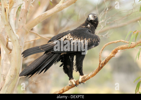 Cuneo-tailed Eagle Aquila audax adulto fotografato in Tasmania, Australia Foto Stock