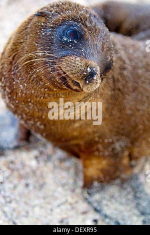 Le Galapagos Sea Lion Foto Stock