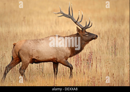 Wapiti o Elk (Cervus canadensis, Cervus elaphus canadensis), maschio durante il periodo di solchi, il Parco Nazionale di Yellowstone, Wyoming Foto Stock