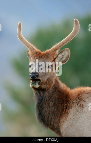 Wapiti o Elk (Cervus canadensis, Cervus elaphus canadensis), maschio con corna di velluto, il Parco Nazionale di Yellowstone, Wyoming USA Foto Stock