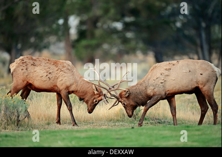 Wapiti o Elk (Cervus canadensis, Cervus elaphus canadensis), maschi combattimenti durante il periodo di solchi Foto Stock