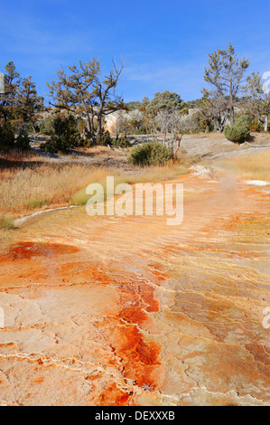 Algal-stuoie batteriche e di depositi di minerali in una primavera calda, Mammoth Hot Springs, il Parco Nazionale di Yellowstone, Wyoming USA Foto Stock