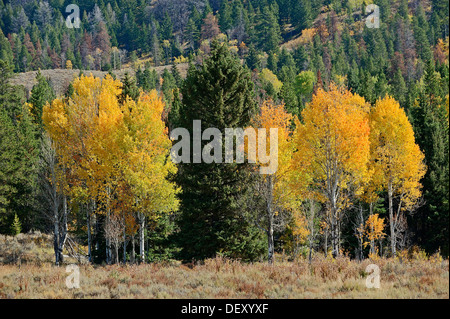 Vacilla Aspen o tremore pioppo (Populus tremuloides) e altri alberi di conifere in autunno, il Parco Nazionale del Grand Teton, Wyoming Foto Stock