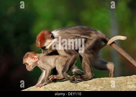 Mangabey a collare rosso-capped Mangabey o bianco-collare (Mangabey Cercocebus torquatus), giocoso il novellame, nativo per l'Africa Foto Stock