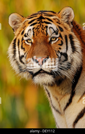Tigre Siberiana o tigre di Amur (Panthera tigris altaica), ritratto, nativo di Asia, in cattività Foto Stock
